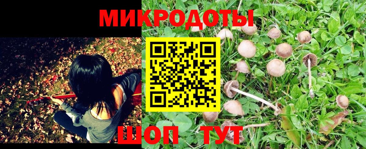 Галлюциногенные грибы Psilocybe Конаково